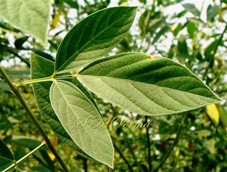  Leaf (Adaxial view)